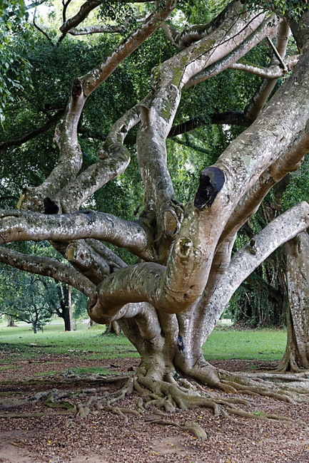 Kandy-Botanical garden-053